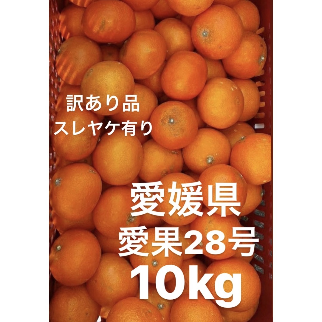 2 訳あり 愛果28号 (紅まどんなと同種) 約10kg マドンナ 愛媛 みかん