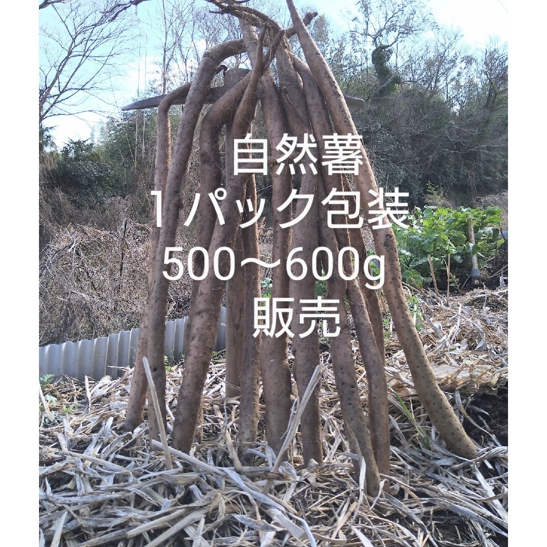 自然薯　四国山地　標高８００m山中が由来 食品/飲料/酒の食品(野菜)の商品写真