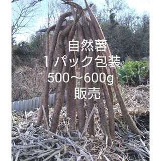 自然薯　四国山地　標高８００m山中が由来(野菜)