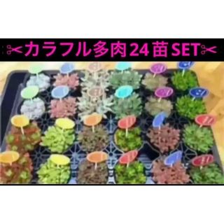 即購入OK❗️ ✂︎大人気の多肉植物24苗SET✂︎ +オマケ付(その他)