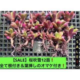 【SALE】 桜吹雪12苗❗️全て根付き＆葉挿しのオマケ付き❗️ (その他)