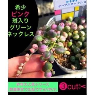 ✳️大人気✳️レア‼️ ピンク×斑入りグリーンネックレス✳️③本cutお届け✂︎(その他)