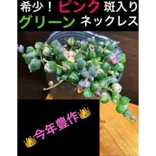 ✳️大人気✳️レア‼️ ピンク×斑入りグリーンネックレス✳️ ①pot分(その他)