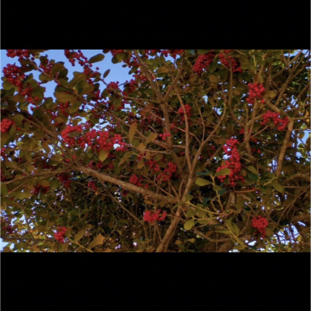 西洋柊　ヒイラギ　クリスマスホーリー　即購入禁止　赤い実　生木切り枝　フレッシュ ハンドメイドのフラワー/ガーデン(その他)の商品写真