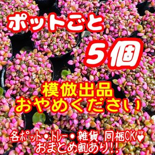 【ポットごと】桜吹雪 5個セット 多肉植物アナカンプセロス紅葉プレステラプラ鉢(その他)