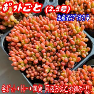 【ポットごと】虹の玉 多肉植物 セダム 紅葉 プレステラ プラ鉢(その他)