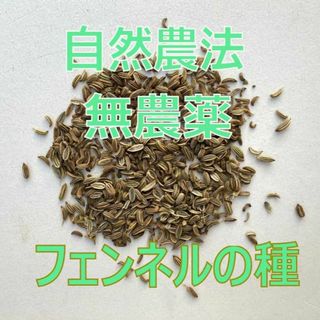 【無農薬】フェンネル　種　10g (約300粒)(野菜)