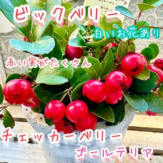 チェッカーベリー　苗　ビックベリー　ゴールテリア　花芽あり　クリスマス　寄植え(その他)