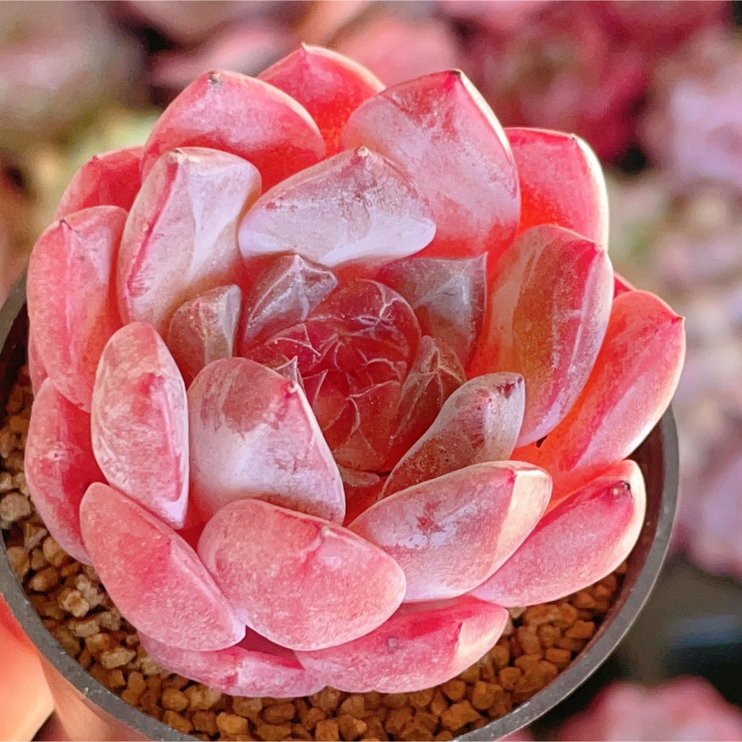 ピンク瑠璃　新品種　中心ダイヤモンド　多肉植物 ハンドメイドのフラワー/ガーデン(その他)の商品写真