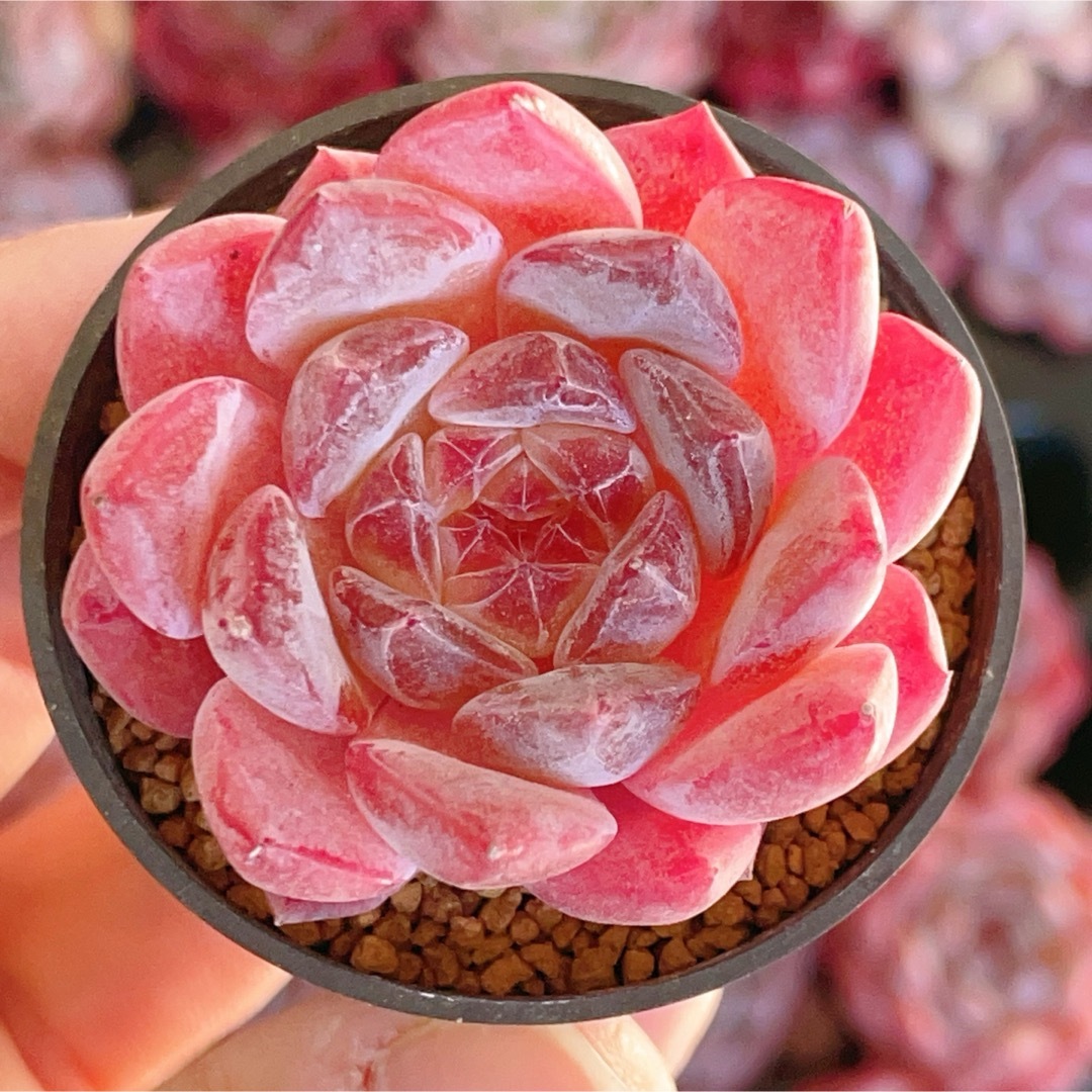 ピンク瑠璃　新品種　中心ダイヤモンド　多肉植物 ハンドメイドのフラワー/ガーデン(その他)の商品写真