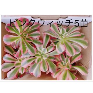 ピンクウィッチ5苗　カット苗　多肉植物　アエオニウム(その他)