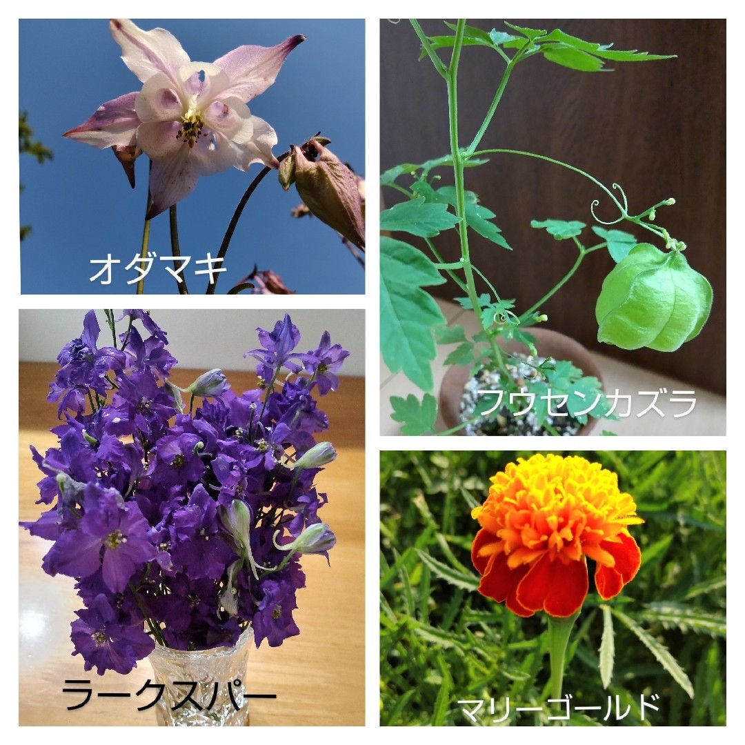 【hachi様専用】種 いろいろ 6個ご選択 ハンドメイドのフラワー/ガーデン(プランター)の商品写真