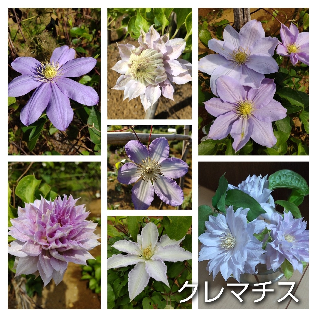 【hachi様専用】種 いろいろ 6個ご選択 ハンドメイドのフラワー/ガーデン(プランター)の商品写真