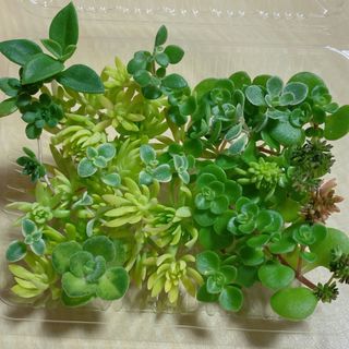 多肉植物 カット苗  寄せ植え用(その他)