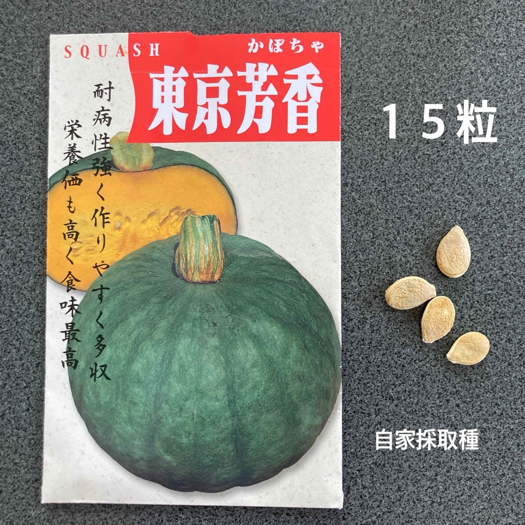 東京芳香南瓜の種　15粒　 西洋かぼちゃの固定種　今秋自家採取の種　　　 食品/飲料/酒の食品(野菜)の商品写真