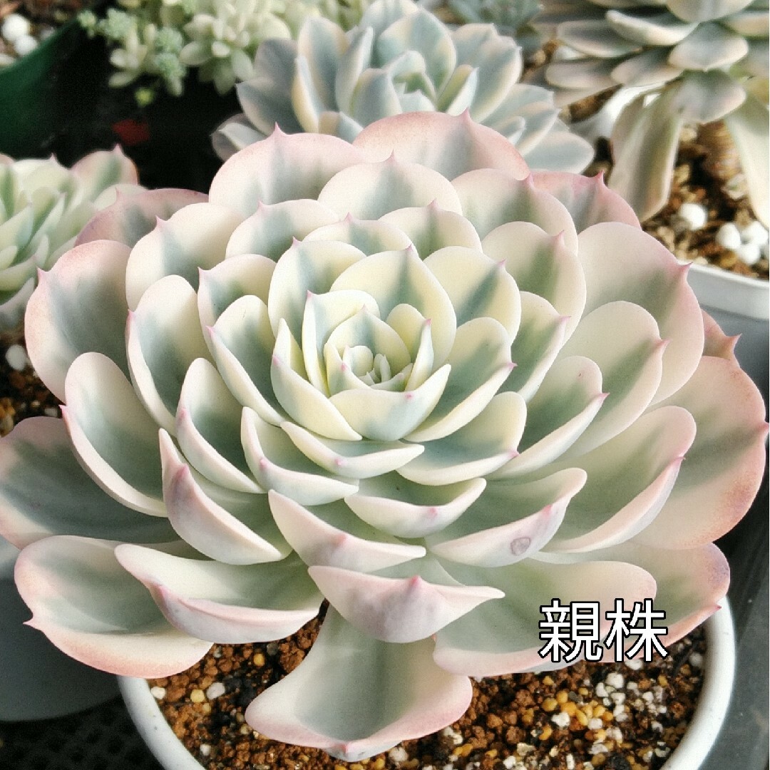 安心根付き苗 エケベリア ルノーディーン錦 (玉蝶錦) 多肉植物 安心根付き苗 エケベリア ルノーディーン錦 (玉蝶錦) 多肉植物