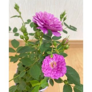 香るミニ薔薇　ミニバラ　スイートチャリオット(プランター)