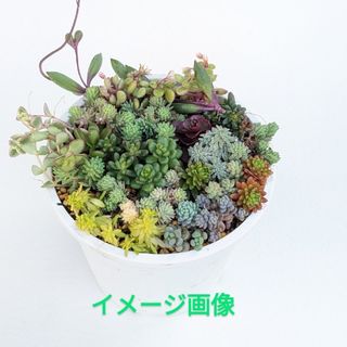 多肉植物　セダム　18種類のカット苗(その他)