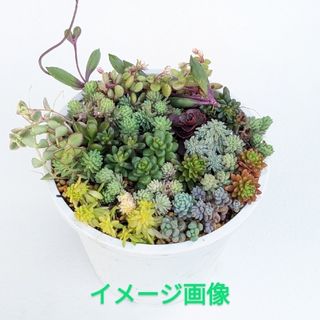 多肉植物　セダム　18種類のカット苗(その他)