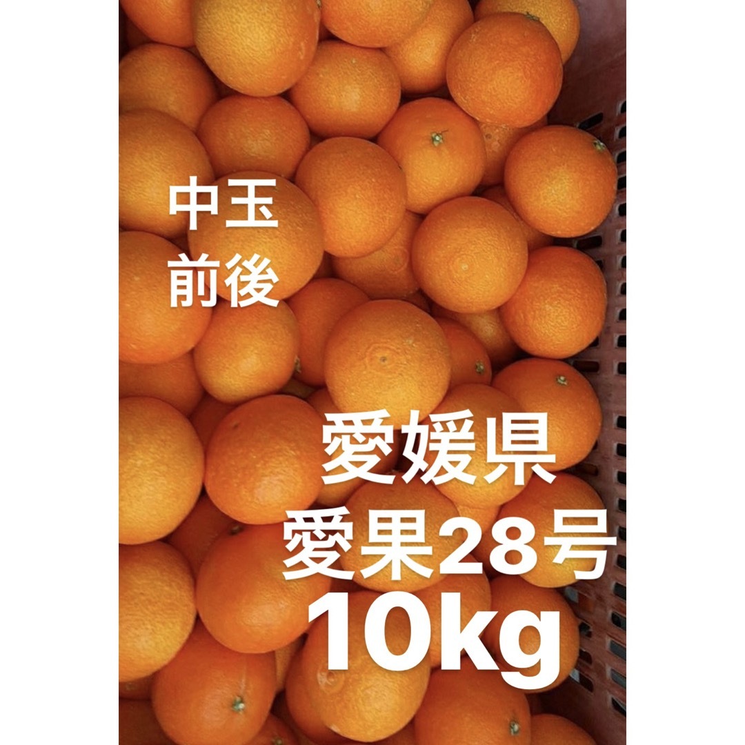 食品愛媛県産　愛果28号　柑橘　10kg