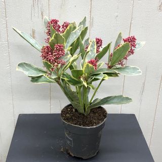 SKIMMIA JAPONIKA “PEROSA” スキミア ペローサ (プランター)