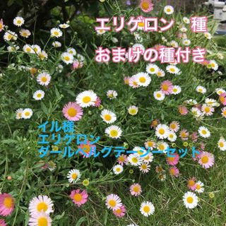 エリゲロン　ダールベルグデージー　おまとめセット　種　花の種　秋まき　春まき(その他)