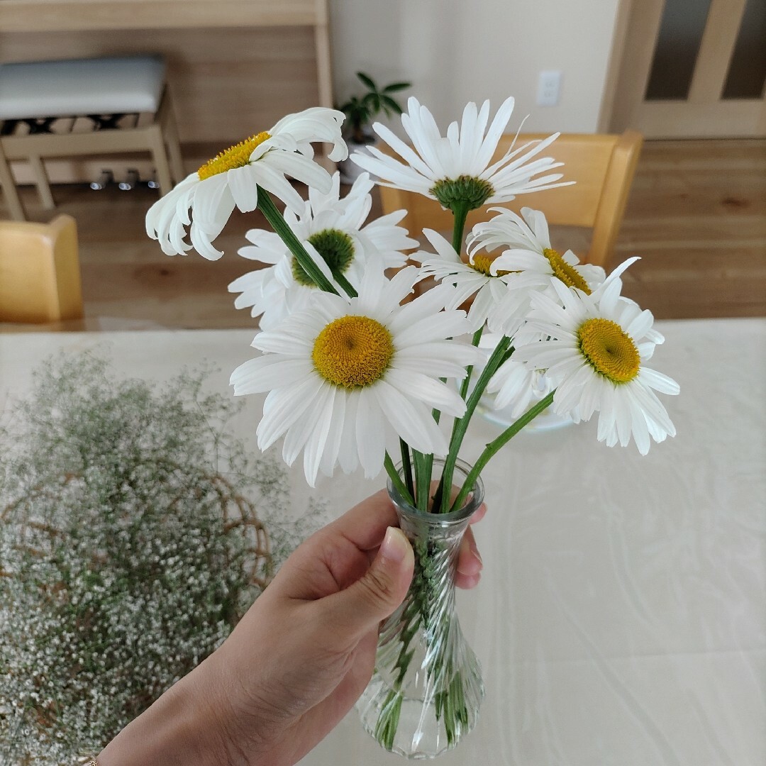 切花できるフランス菊の種50粒 ハンドメイドのフラワー/ガーデン(その他)の商品写真