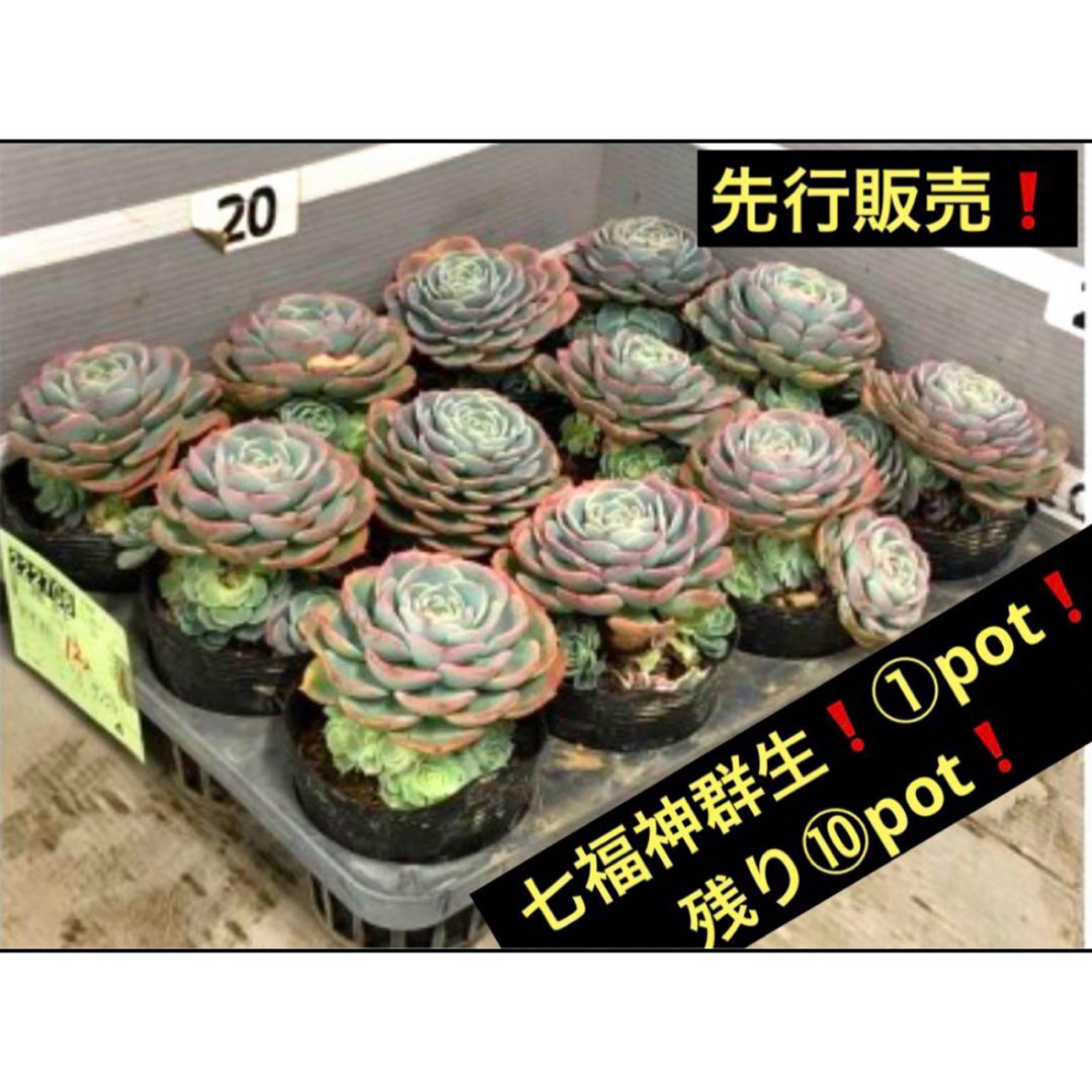 先行販売❗️七福神群生❗️①pot❗️残り⑩pot❗️  インテリア/住まい/日用品のインテリア/住まい/日用品 その他(その他)の商品写真