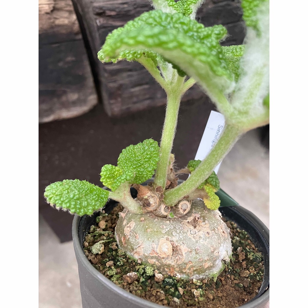 1ポット 塊根植物 断崖の女王 シンニンギア フロリアノポリスの 1ポット 塊根植物 断崖の女王 シンニンギア フロリアノポリスの