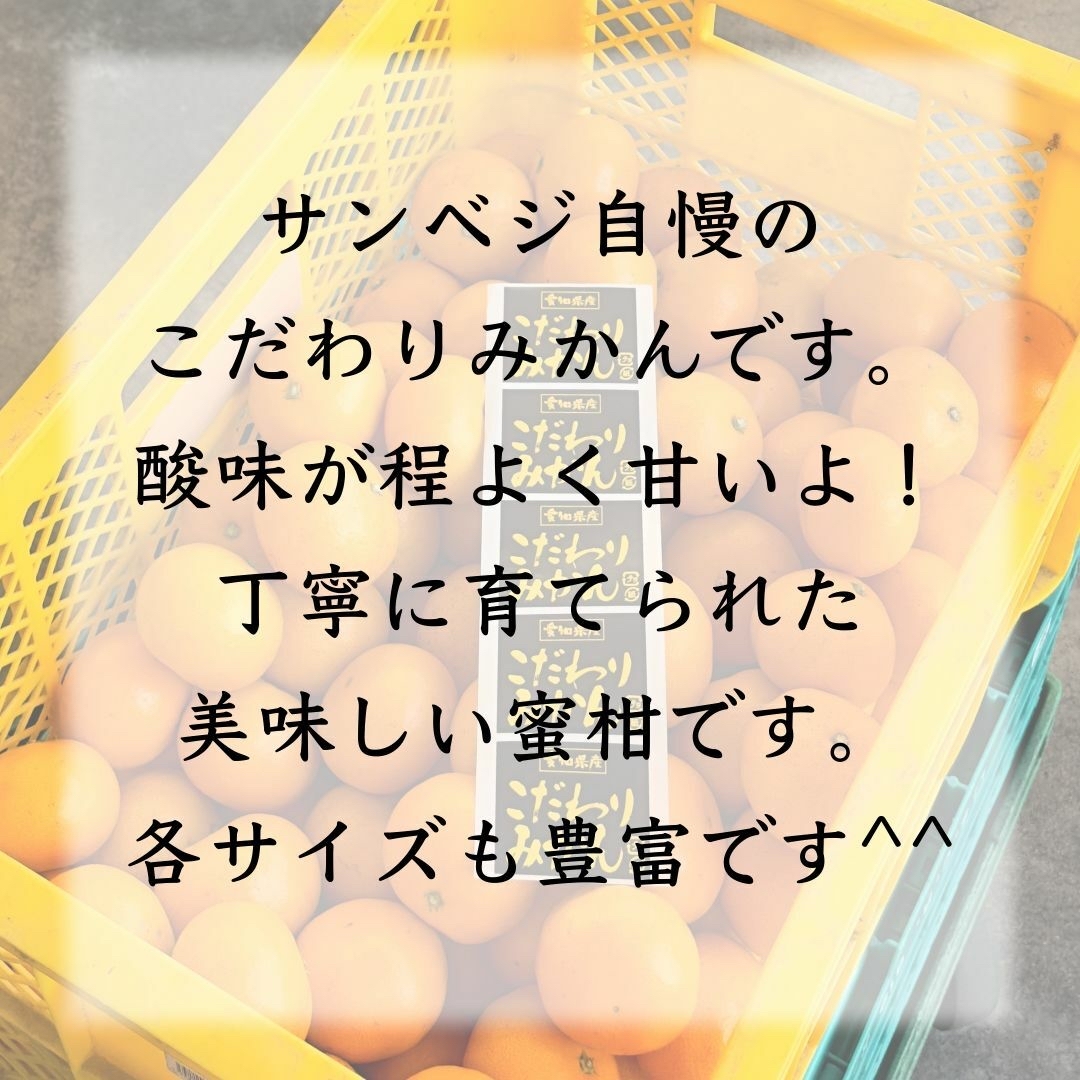 ヒロ1007様専用みかん3kgいちご4pセット 食品/飲料/酒の食品(フルーツ)の商品写真