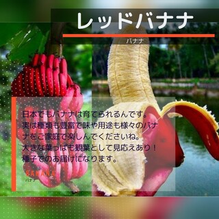 ゆうパケット　☆レッドバナナ☆種子5粒(その他)