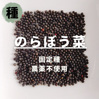 【種】のらぼう菜　無農薬　200粒(野菜)