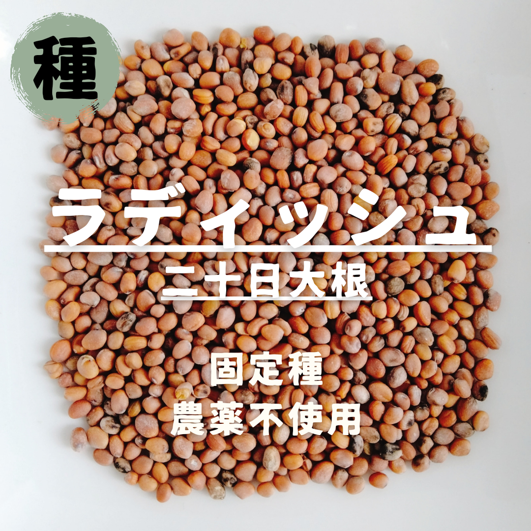 【種】ラディッシュ　二十日大根　無農薬　50粒 食品/飲料/酒の食品(野菜)の商品写真