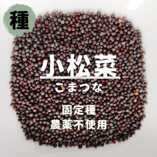 【種】こまつな　小松菜　無農薬　150粒(野菜)
