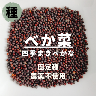 【種】べかな　四季まきベか菜　無農薬　50粒(野菜)