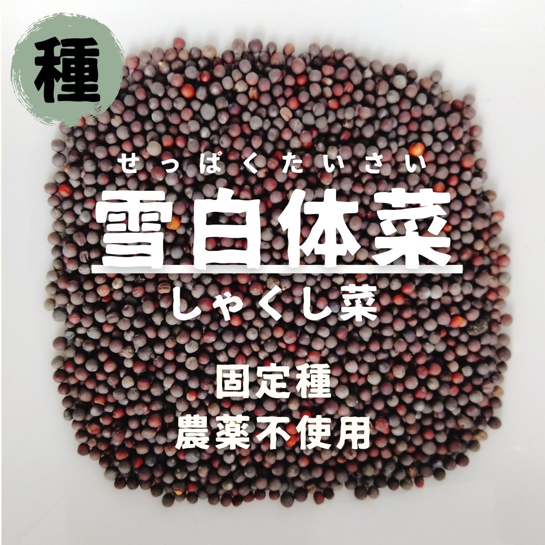 【種】雪白体菜　しゃくし菜　無農薬　50粒 食品/飲料/酒の食品(野菜)の商品写真