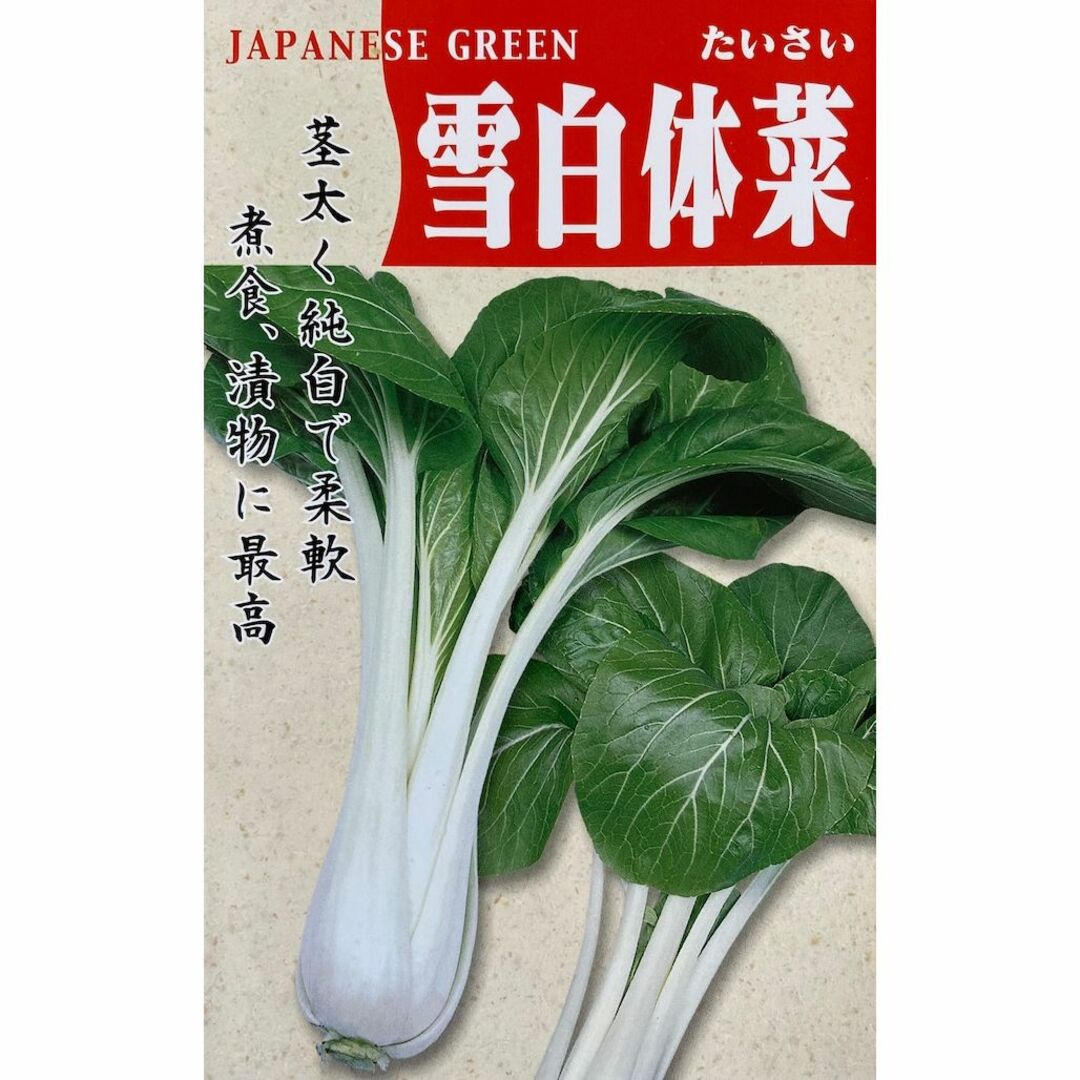 【種】雪白体菜　しゃくし菜　無農薬　50粒 食品/飲料/酒の食品(野菜)の商品写真