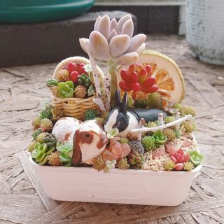 専用ページ 多肉植物  寄せ植え(その他)