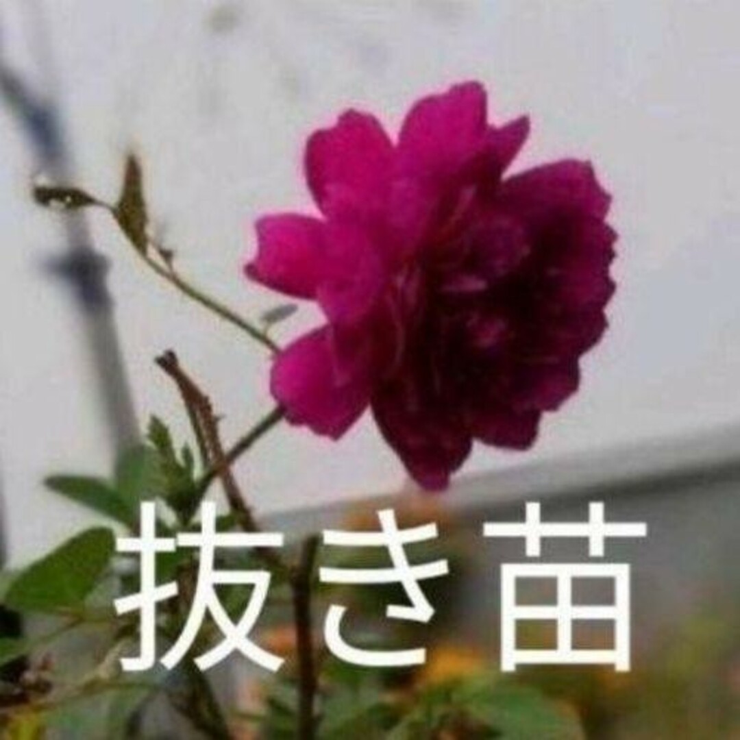 値下げ中★ピンクのつるバラ 抜き苗1本 ミニ薔薇 無農薬自然農法 ハンドメイドのフラワー/ガーデン(その他)の商品写真