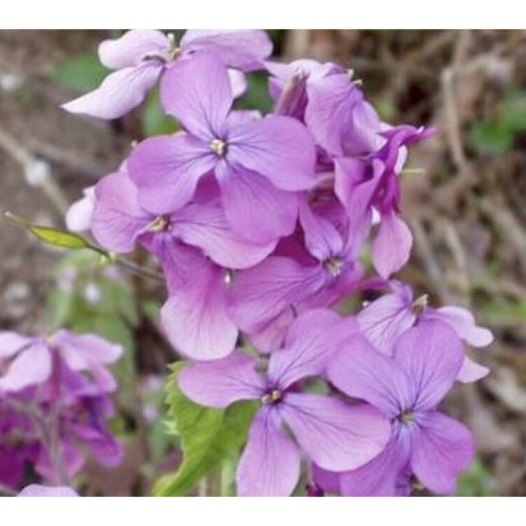 銀の紫陽花のお花畑で咲いた真珠貝みたいで美しいルナリアの種たっぷり100個‼️ ハンドメイドのフラワー/ガーデン(プランター)の商品写真