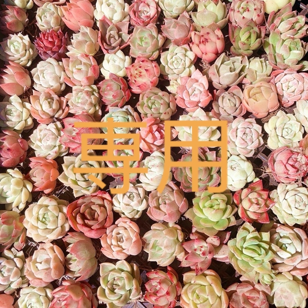 韓国苗 多肉植物 蓮華状エケベリア 2-4cm✨20苗セット✨ の通販 by