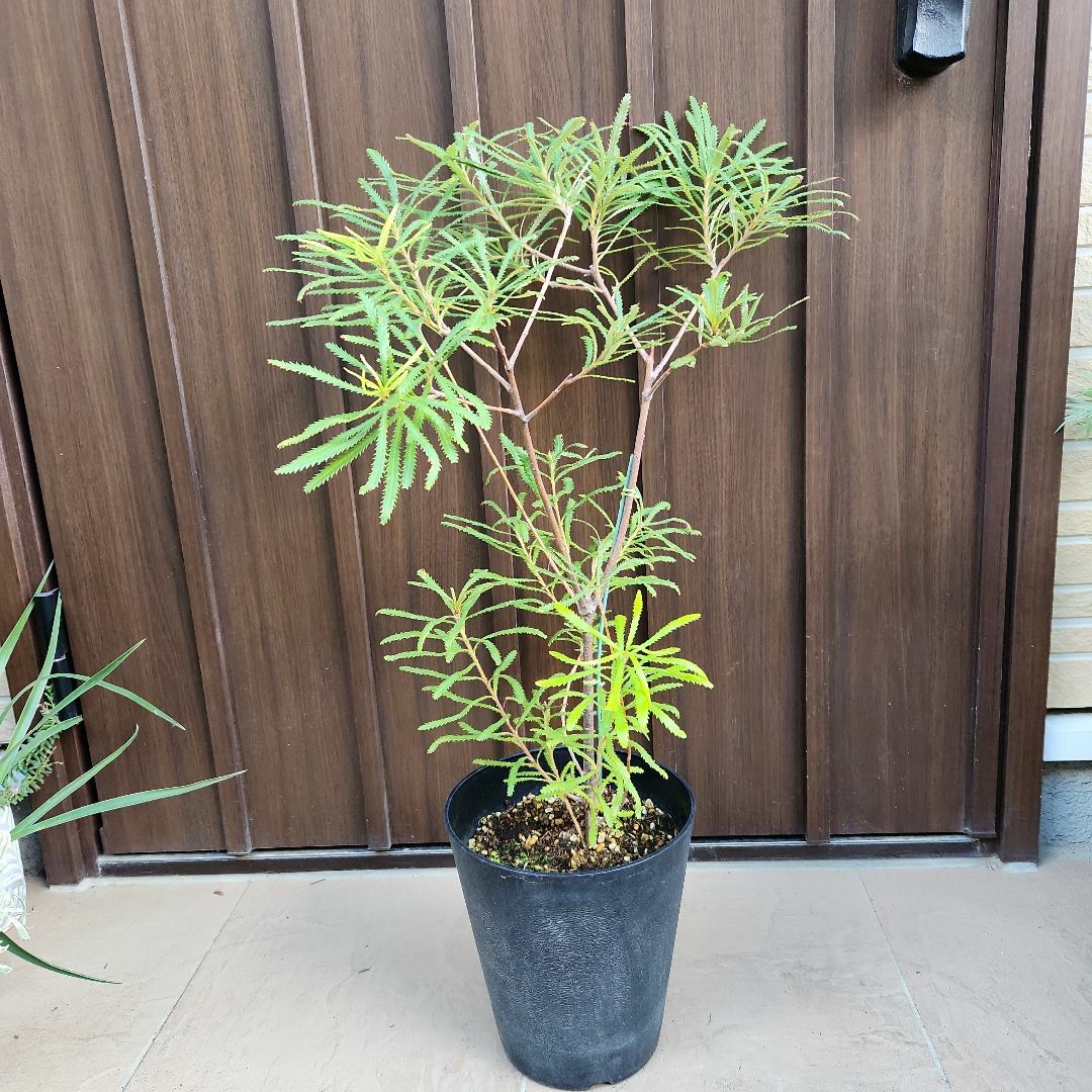 ハンドメイドヘアピンバンクシア　スピヌロサ　鉢植え　苗木　ワイルドフラワー　オージープランツ