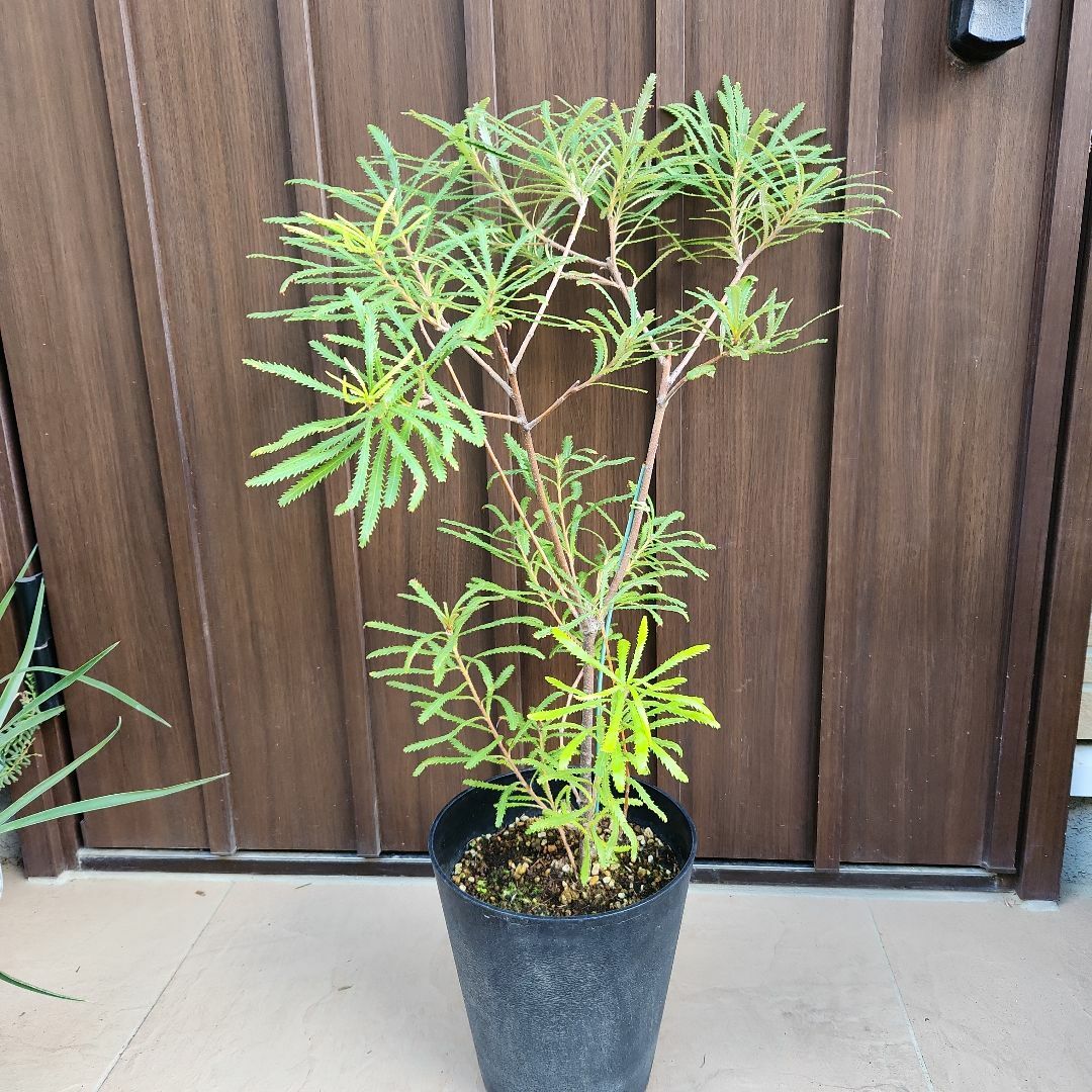 ヘアピンバンクシア　スピヌロサ　鉢植え　苗木　ワイルドフラワー　オージープランツ