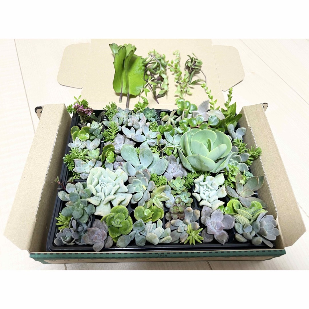 多肉植物 カット苗 お任せ詰め合わせ❣️ 約100カット ハンドメイドのフラワー/ガーデン(その他)の商品写真