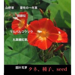 マルバルコウソウ  丸葉縷紅草、  タネ、種子、seed  30粒、圆叶茑萝(その他)