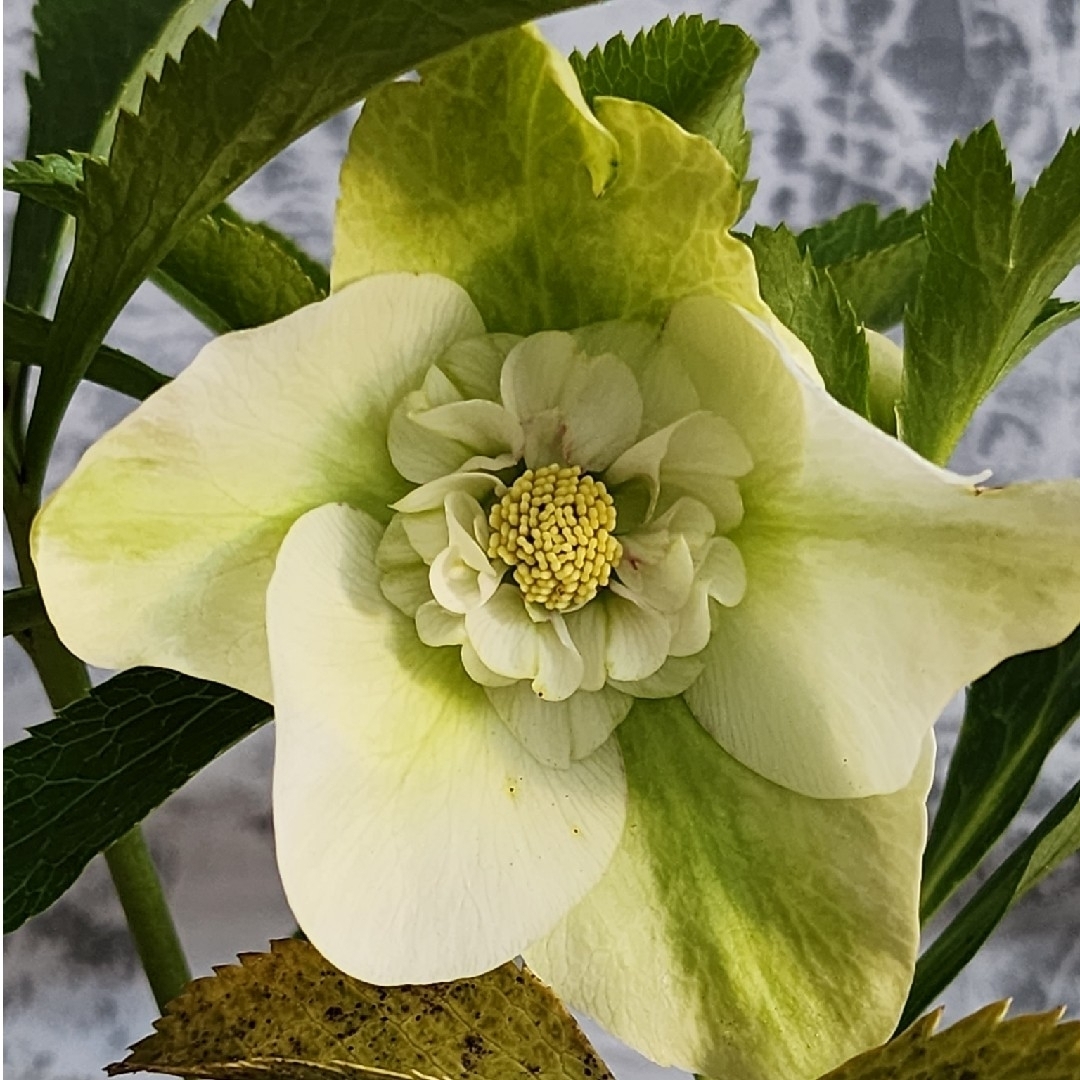 開花株 クリスマスローズの通販 by 🌿 植物のみる夢 ~Flower&Green