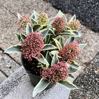 花芽いっぱい　斑入り！　スキミア マジックマルロー　(プランター)