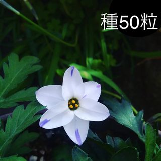 ハナニラの種　50粒　ニラハナ　即購入ok(プランター)