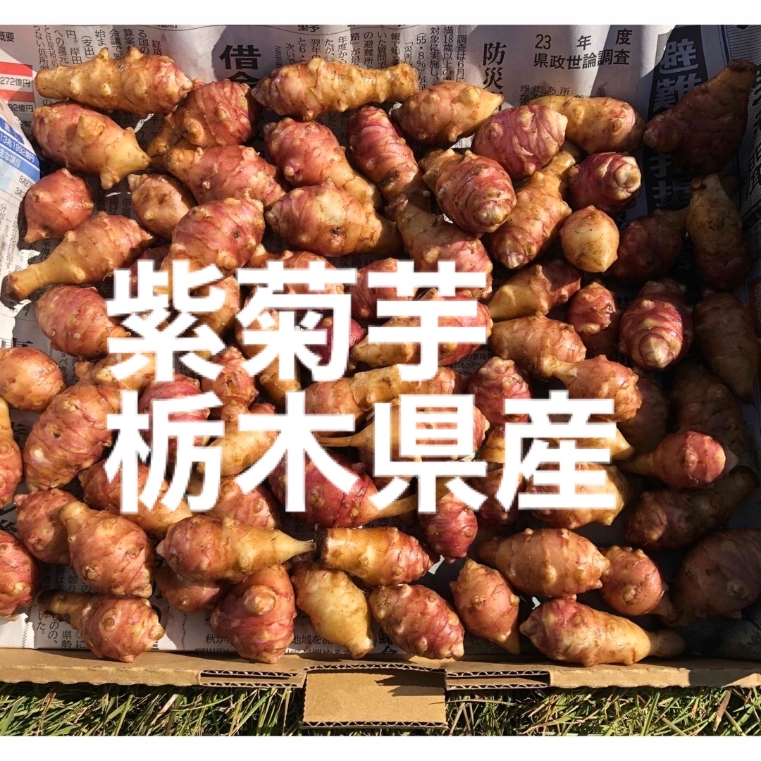 紫菊芋　キクイモ　種芋　無農薬 食品/飲料/酒の食品(野菜)の商品写真