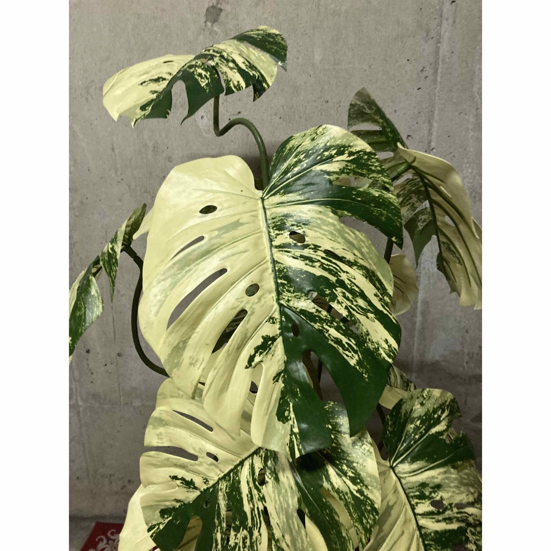 光触媒 人工観葉植物 フェイクグリーン 斑入りモンステラバリエ 光触媒 人工観葉植物 フェイクグリーン 斑入りモンステラバリエ